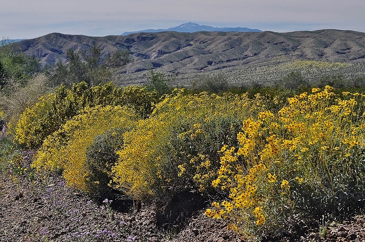 yellow brittlebush on roadside